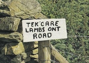 Seller image for Take Care Lambs Sheep On The Road Signpost Comic Humour Postcard for sale by Postcard Finder