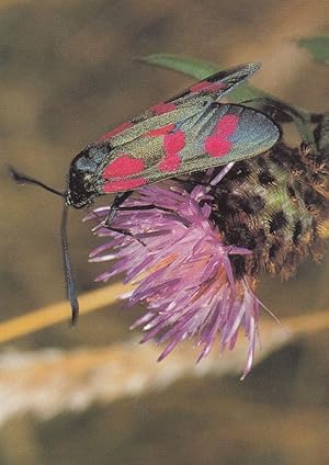 Zygaena Filipendulae Butterfly Postcard