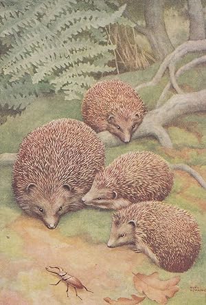 Stag Beetle & Hedgehogs Medici Old Postcard