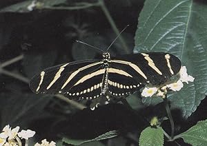 Heliconius Melpomone Butterfly Butterflies Postcard