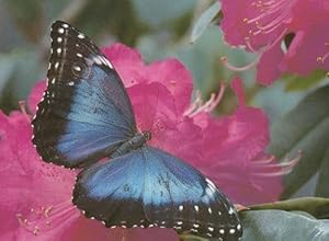 Morpho Menelaus Brazil Brazilian Butterfly Postcard