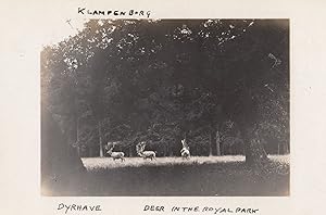 Klampenborg Dyrhave Deer In Park Denmark Old Real Photo Postcard