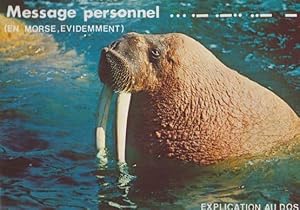Walrus with Message French Comic Humour Real Photo Postcard
