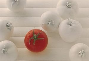 White Tomato Tomatoes Vegetable Postcard