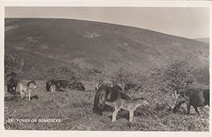 Pony Ponies on Quantocks Somerset Real Photo Postcard