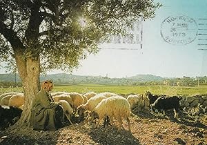 Bethlehem The Shepherd & His Flock 1970s Postcard