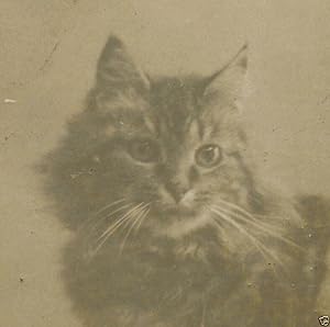 VINTAGE ANTIQUE KITTY KITTEN PORTRAIT ARTISTIC FELINE WHISKERS KIBBLES OLD PHOTO