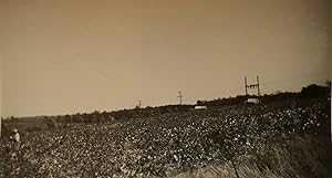 VINTAGE 1941 SC COTTON PICKER ARTISTIC LANDSCAPE VERNACULAR PHOTOGRAPHY PHOTO