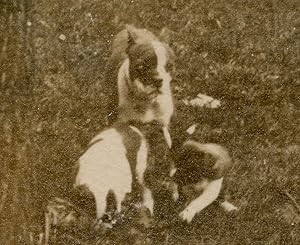 ANTIQUE VINTAGE BUSTER BROWN DOG AMERICAN BOSTON TERRIER PUPPIES VINTAGE PHOTO