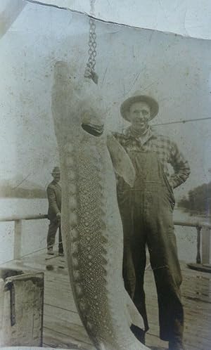 ANTIQUE STURGEON COLUMBIA RIVER OR 415 LB 9 FT CASCADE FISH WHEEL 1926 OLD PHOTO