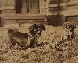 VINTAGE ANTIQUE 1923 TOY PEKINGESE DOGS PEORIA IL VERNACULAR PHOTOGRAPHY PHOTO