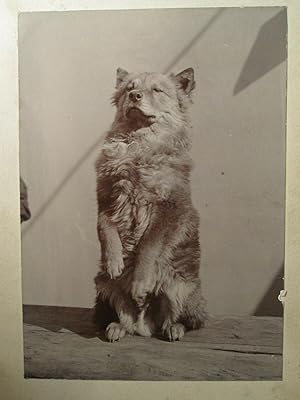 ANTIQUE 1902 SHANGHAI CHINA CHINESE FOO DOG STAMP POSTMARK HOLYOKE MA RARE PHOTO