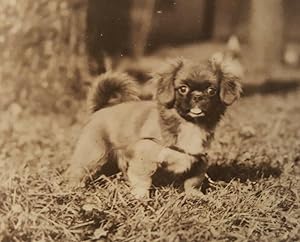 VINTAGE ANTIQUE 1923 TOY PEKINGESE DOG PEORIA IL VERNACULAR PHOTOGRAPHY PHOTO