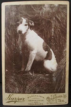 ANTIQUE CORSICANA TEXARKANA TX TERRIER PUPPY? ARTISTIC EARLY CABINET CARD PHOTO