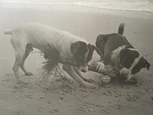 ANTIQUE 1899 NY BEACH VICTORIAN DOGS BREED? PAW PRINTS SEASCAPE ARTISTIC PHOTOS