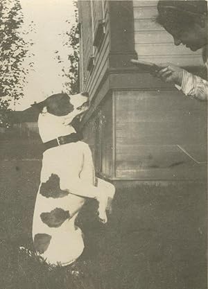 ANTIQUE AMERICAN PITBULL DOG ARTISTIC BISCUIT FUNNY BEG PAWS SIT UP OLD PHOTO