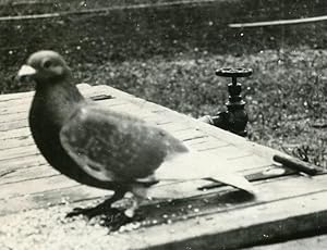 ANTIQUE VINTAGE RACING? ATHLETIC PIGEON GREAT LAKES MIDWEST BIRDS EYES PHOTOS