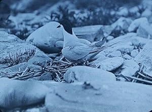 ANTIQUE COMMON TERN SHOREBIRD SRATTON ISLAND ME MAGIC LANTERN PHOTO A.H. NORTON