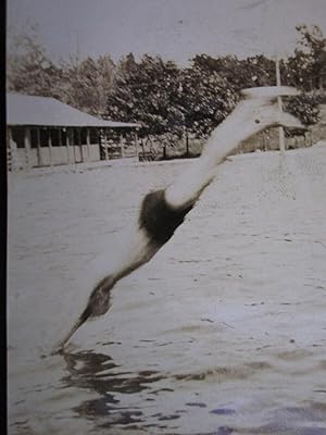 ANTIQUE VINTAGE DIVER DIVING SPLASH PERFECT 10 YOUNG MAN SHORTS BATHING PHOTO