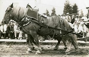 ANTIQUE VINTAGE ARTISTIC 1937 MO FAIR FARM HORSE PULLING CONTEST MISSOURI PHOTO