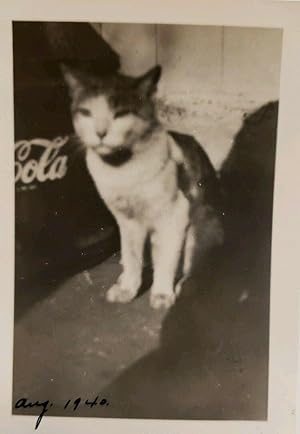 VINTAGE COCA COLA LIVING KITTY CAT SIGN OR COOLER VERNACULAR PHOTOGRAPHY PHOTO