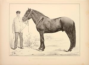 Bild des Verkufers fr Russlands Pferde-Racen. [Russian Race Horses] zum Verkauf von Shapero Rare Books