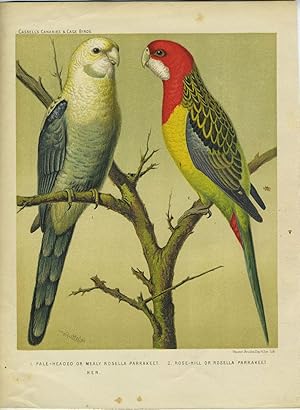 Pale Headed or Mealy Rosella Parrakeet; Rose Hill or Rosella Parrakeet. Chromolithograph