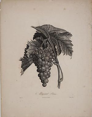 Muscat Blanc. White muscat grapes, Engraving