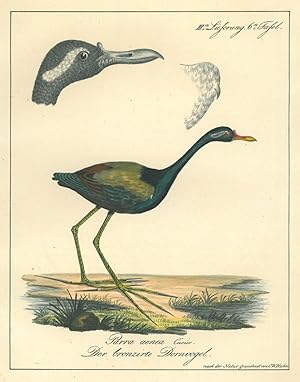 VÖGEL. - Dornvogel. Der bronzirte Dornvogel. Parra aenea Cuvier.
