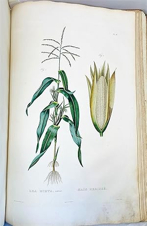 Imagen del vendedor de Histoire Naturelle, Agricole et &Eacute;conomique du Ma&iuml;s. a la venta por Libreria Antiquaria Pregliasco