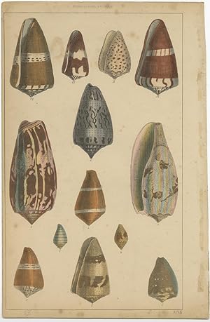 Antique Print of Shells by Fullarton (c.1850)