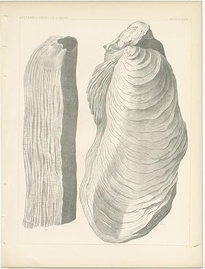 Antique print of marine life (Pl. IV) by USPRR (c.1860)