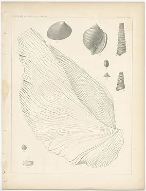 Antique print of marine life (Pl. V) by USPRR (c.1860)