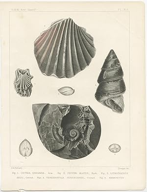 Antique Print of various shells by Dougal (c.1850)