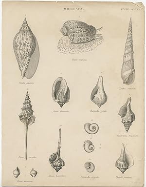 Antique Print of various shells by Aikman (c.1850)