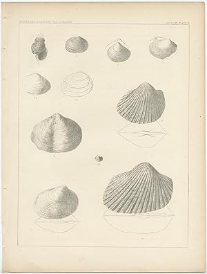 Antique print of marine life (Pl. II) by USPRR (c.1860)
