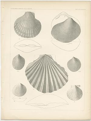 Antique print of marine life (Pl. III) by USPRR (c.1860)
