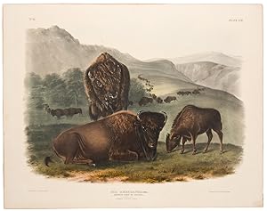 Bild des Verkufers fr American Bison or Buffalo [Family] from The Viviparous Quadrupeds of North America zum Verkauf von Donald A. Heald Rare Books (ABAA)
