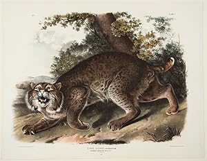 Image du vendeur pour Common American Wild-Cat [Male] from The Viviparous Quadrupeds of North America mis en vente par Donald A. Heald Rare Books (ABAA)