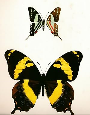 Seller image for Jamaica and its Butterflies for sale by Barter Books Ltd