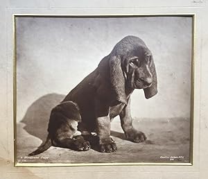 Image du vendeur pour A Bloodhound puppy" mis en vente par Apartirdecero