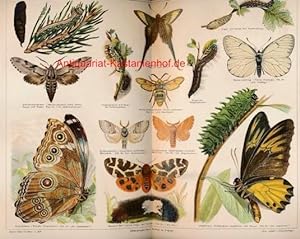 Bild des Verkufers fr Schmetterlinge I,Kiefernschwrmer (Sphinx pinastri) nebst Eiern, Raupe und Puppe;," zum Verkauf von Antiquariat Kastanienhof