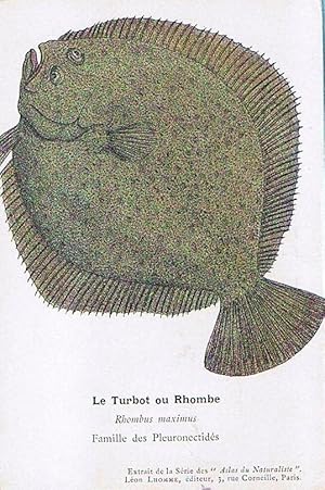 LE TURBOT (PSETTA MAXIMA) ATLAS DU NATURALISTE, LEON LHOMME EDITEUR (Postales/Temáticas/Animales)