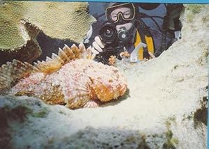 BONAIRE, NETHERLANDS ANTILLES. DON'T TOUCH! VENOMOUS SCORPIONFISH. BRUCE BOWKER. CARIB INN. 1991 ...