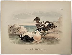 Eider. Adult Male and Male in Intermediate Plumage.