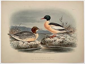 Goosander. Adult Male & Male in Plumage of First Winter.