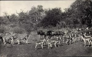 Bild des Verkufers fr Ansichtskarte / Postkarte Sdafrika, Kwaggas, Zebras, Impalas, Gnus zum Verkauf von akpool GmbH