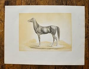 Imagen del vendedor de Getnte Lithographie von Schenck. Tscherkessen Pferd. a la venta por Antiquariat Thomas Rezek