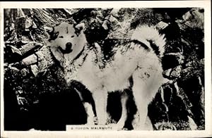 Foto Ansichtskarte / Postkarte Kanada, A Yukon Malamute, Zughund