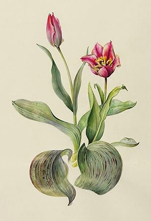 Zierpflanzen. - Tulpen. - Greig-Tulpe. - Felsko-Schülke. - "Tulipa Greigii".